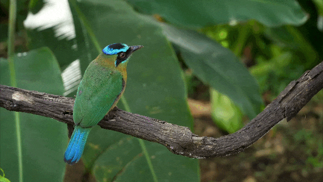 Der frühe Vogel fängt den Wurm (animiertes Video als Gif-Datei)