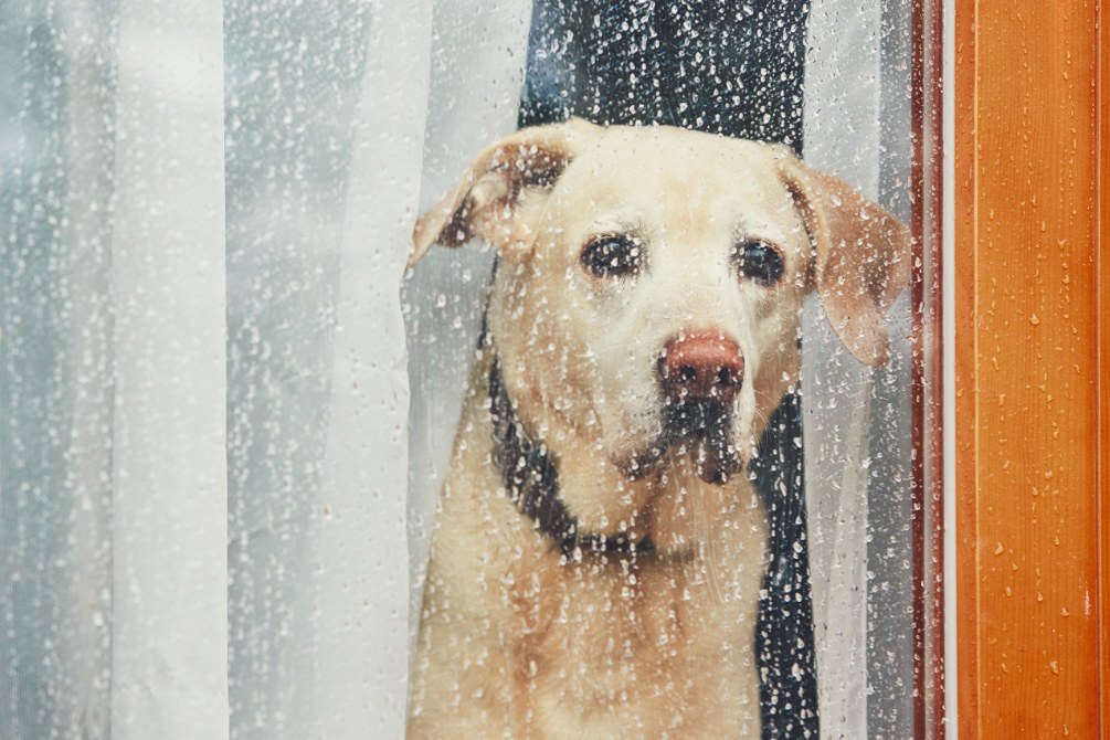 trauriger Hund wartet alleine zu Hause